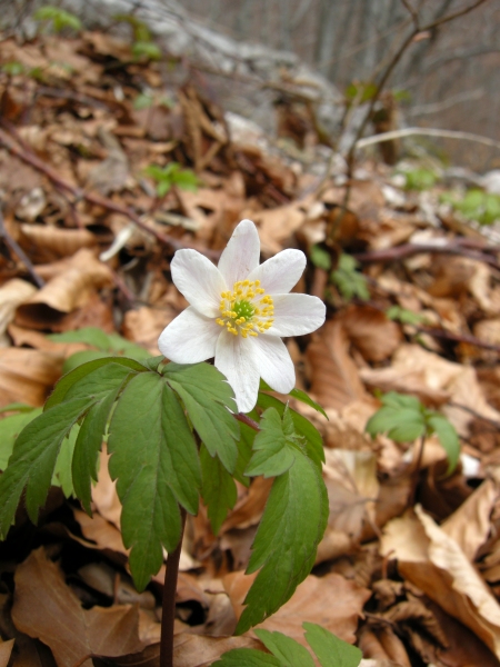 Anemone nemorosa / Anemone dei boschi